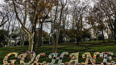 Ceviz Ağacı Şarkı Sözleri ve Hikayesi